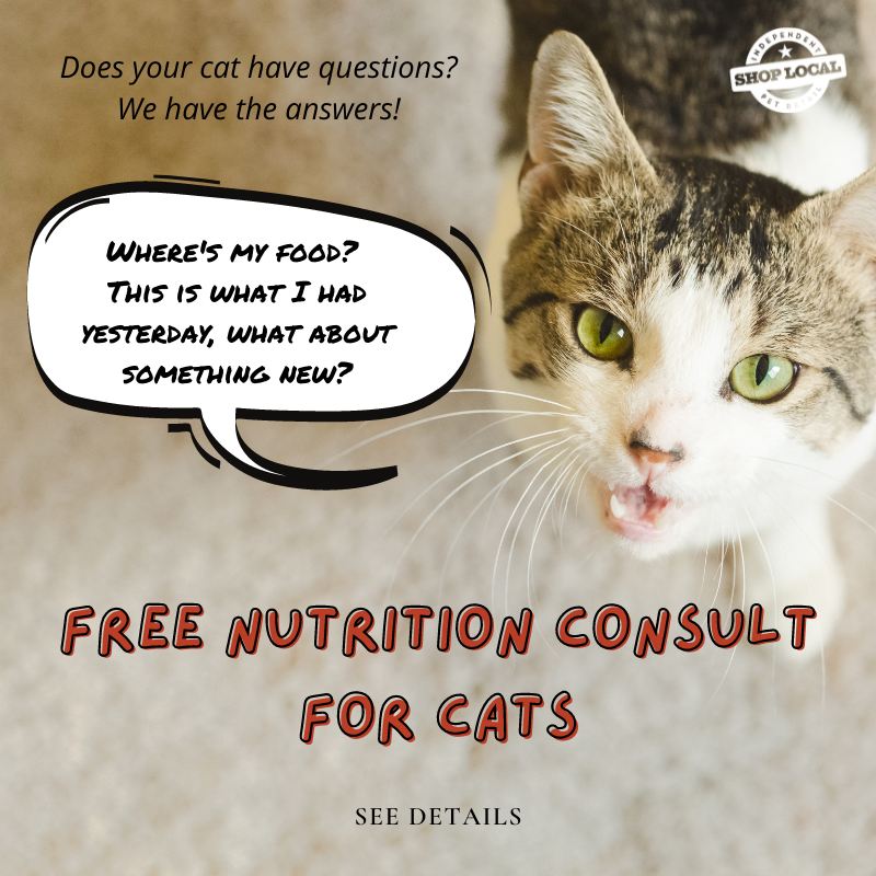 My Promotion_Answer Your Cats Question Day