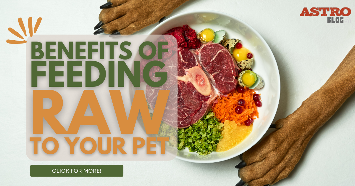 Is raw food outlet good for your dog