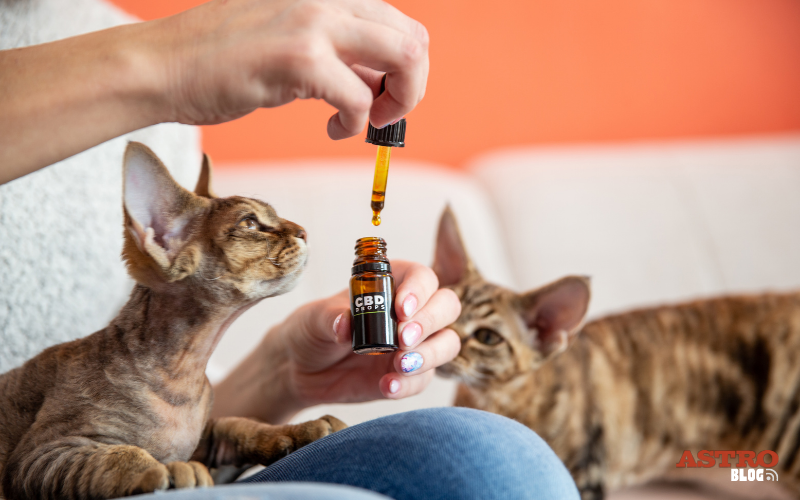 BLOG CBD Month_Cats-1