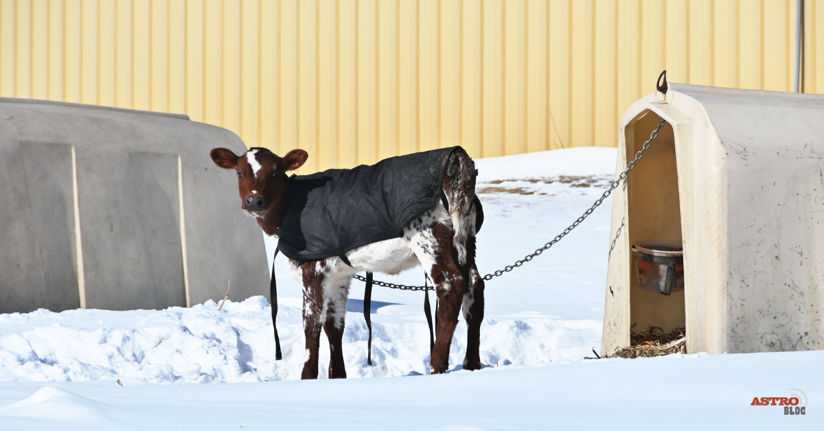 Calf in a blanket