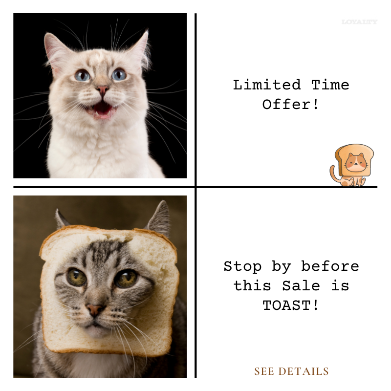 Cat Toast