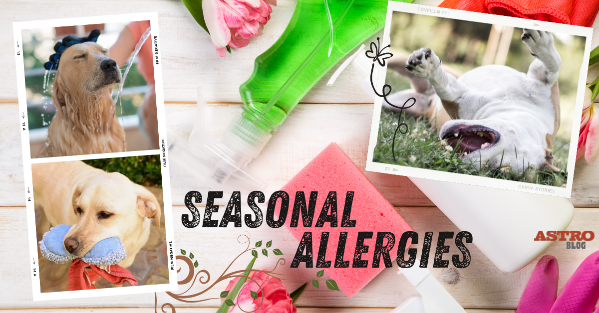 Seasonal Allergies