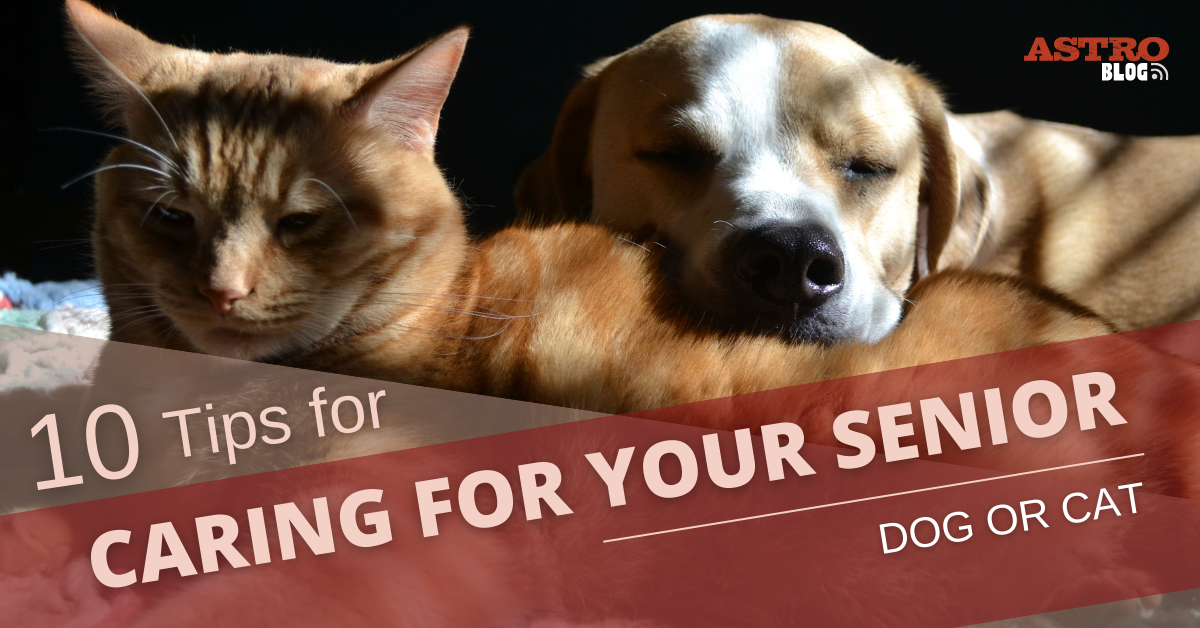 Blog Post Top 10 Tips for Caring for Your Senior Dog or Cat