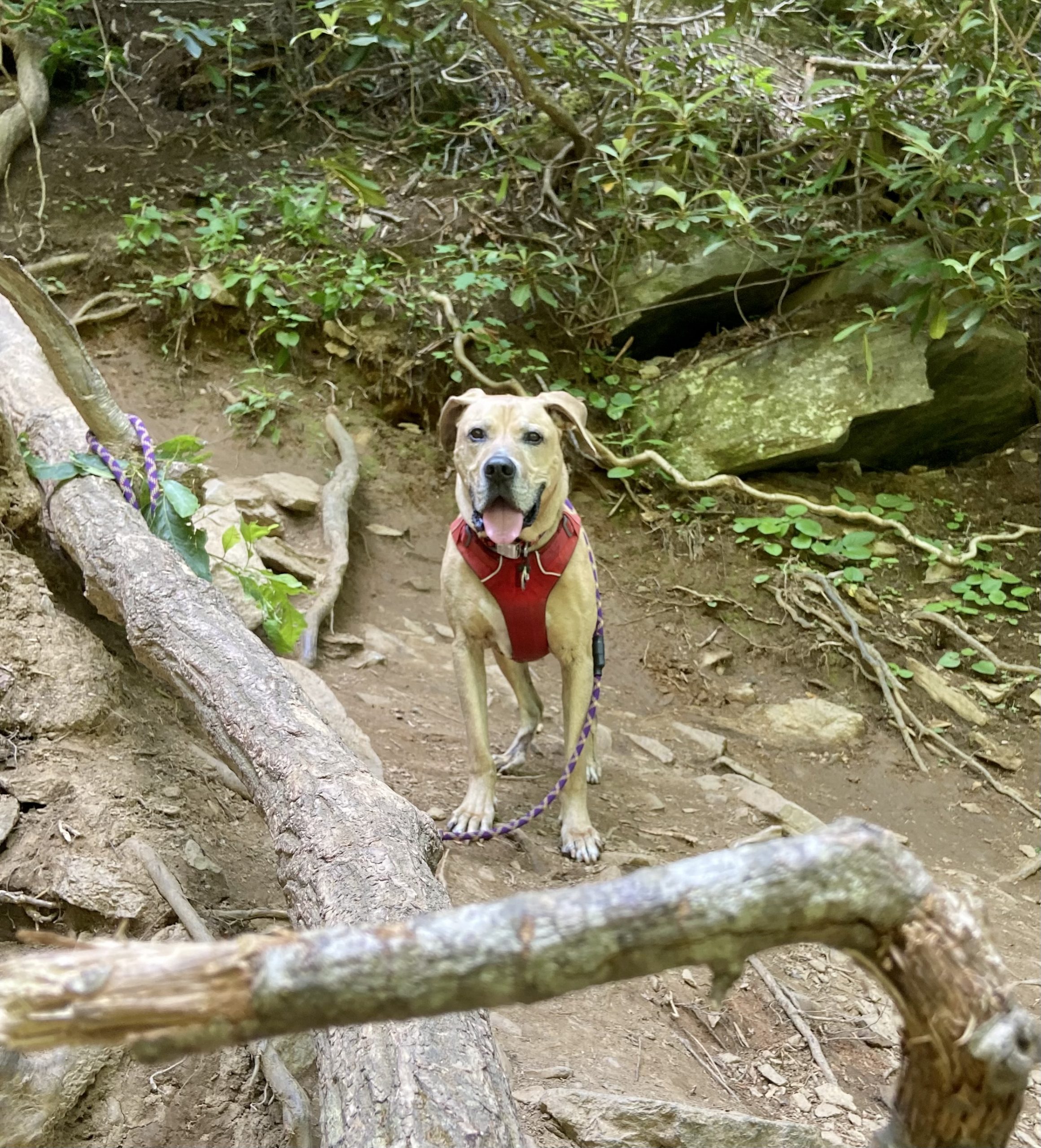 Hux on Hike