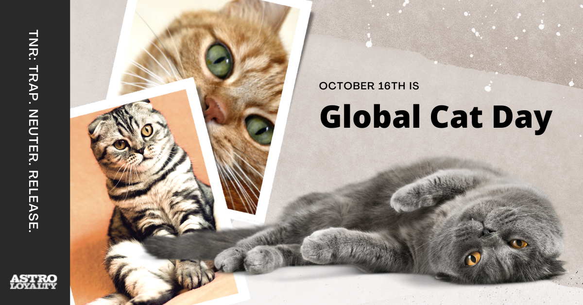 Oct. 16_ Global Cat Day-1