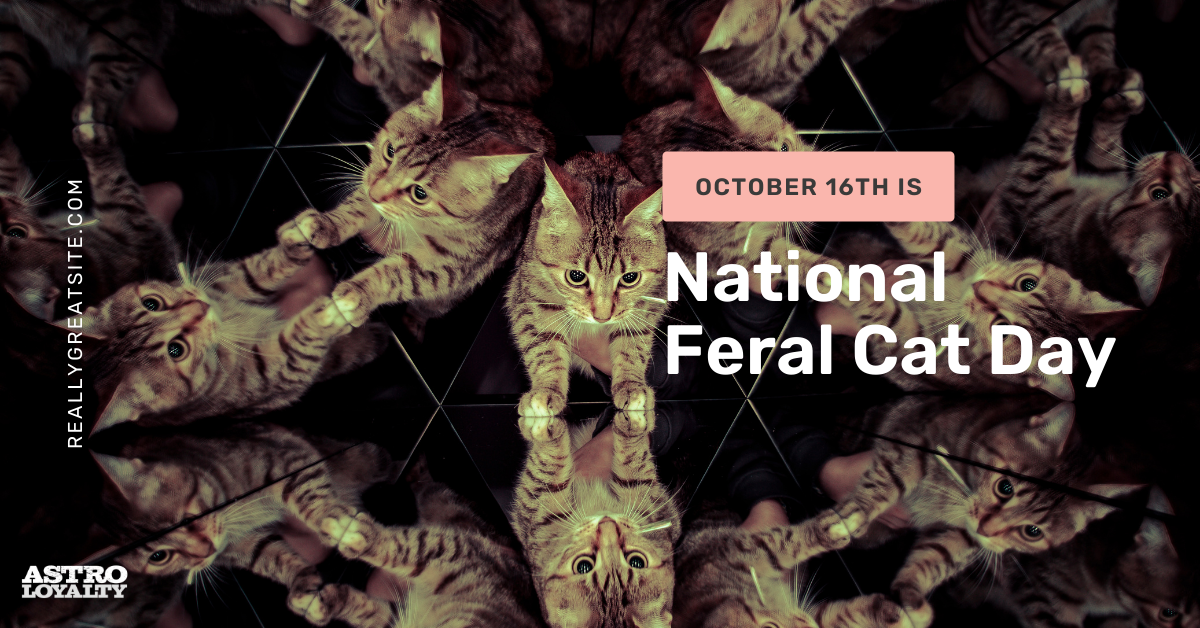 Oct. 16_ National Feral Cat Day