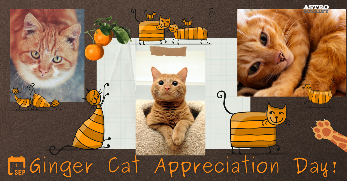Sept. 1_ Ginger Cat Appreciation Day