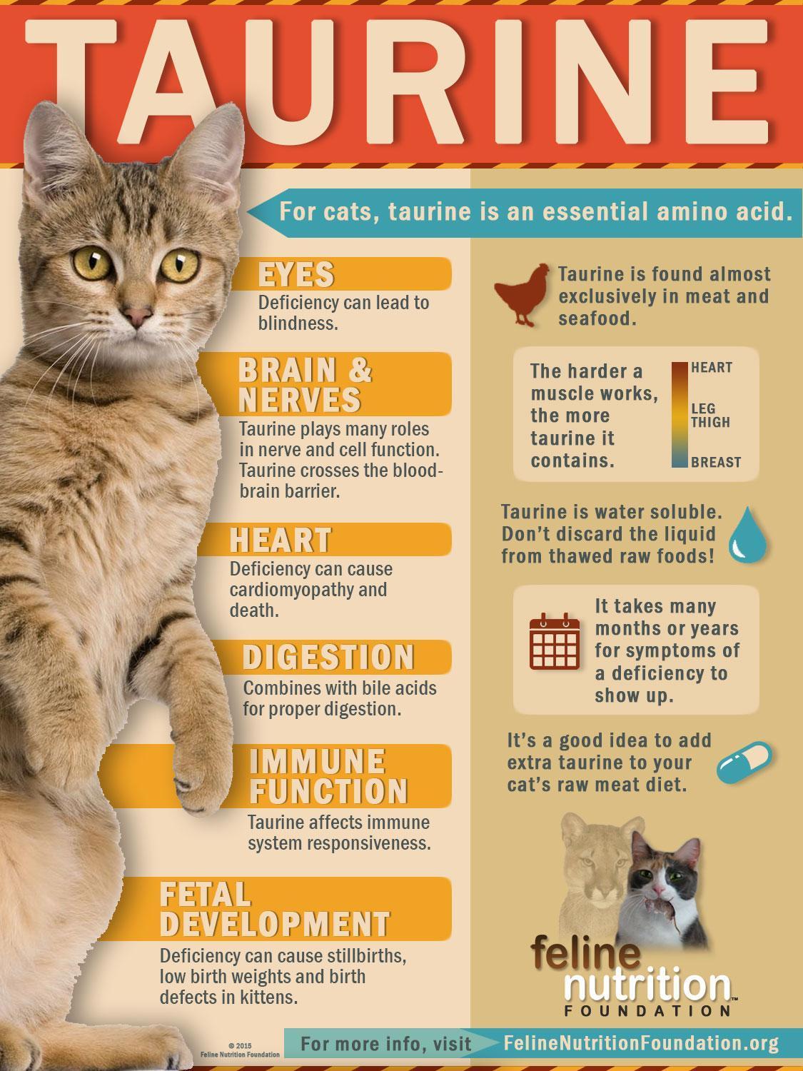 feline_nutrition_foundation_taurine_infographic_printable